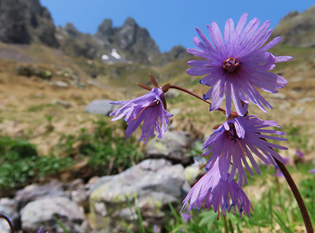 Laghi di Ponteranica dai Piani dell’Avaro con splendide fioriture – 9 giugno 25 - FOTOGALLERY
